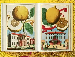 J. C. Volkamer. The Book of Citrus Fruits - мініатюра 11