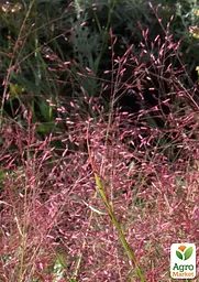 Ерагростіс рожевий "Eragrostis spectabilis" (183672) 1 саджанець - мініатюра 2