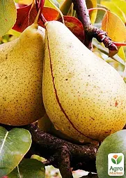 Саджанець Agro-Market Груша Кюре (Вільямс зимовий) (зимовий сорт, пізній термін дозрівання) 1 шт. в упаковці (35804) - мініатюра 2
