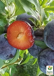 Саджанець Agro-Market Слива Лері Енн 1 шт. в упаковці (39991) - мініатюра 2