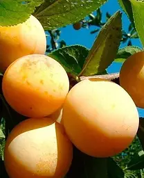 Саджанець Agro-Market Слива Жовта Афаска (літній сорт, середній термін дозрівання) (39969) 1 шт. в упаковці - мініатюра 2