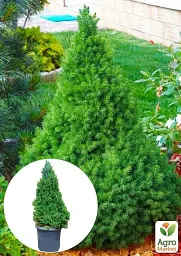 Саджанець Agro-Market Ялина канадська Conica (ком/сітка) висота 110-115 см 1 шт. в упаковці (71821) - мініатюра 2