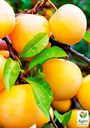 Саджанець Agro-Market Алича Злато Скіфів (літній сорт, ранній термін дозрівання) 1 шт. в упаковці (39998) - мініатюра 2