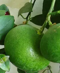 Саджанець Agro-Market Мандарин Міагаве Васе (45375) 1 шт. в упаковці - мініатюра 3