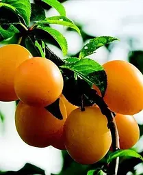 Саджанець Agro-Market Слива Улюблена Млієва (літній сорт, ранній термін дозрівання) (39992) 1 шт. в упаковці - мініатюра 4