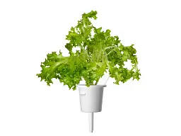 Змінний картридж Click & Grow Червоний дубовий салат 3 картриджі (3221) - мініатюра 4
