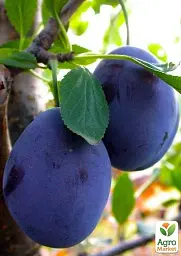 Саджанець Agro-Market Слива Стенлей (осінній сорт, пізній термін дозрівання) 1 шт. в упаковці (20941) - мініатюра 2