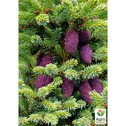 Саджанець Agro-Market Ялина Вільсона Picea Wilsonii (горщик P9) (49259) - мініатюра 2