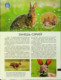 4D Книга Тварини України - мініатюра 3