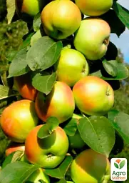 Саджанець Agro-Market Яблуня колоновидна Малюха (літній сорт, ранній термін дозрівання) 1 шт. в упаковці (46269) - мініатюра 2
