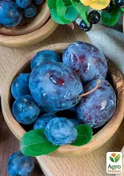 Саджанець Agro-Market Слива Емпресс 1 шт. в упаковці (40013) - мініатюра 4