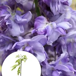 Гліцинія 3-річна китайська "Блек Драгон" (Wisteria chinensis Блек Дрегон) С2 висота саджанця 60-100см (185274) 1 саженец Нідерланди - мініатюра 3
