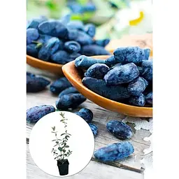Саджанець Agro-Market Жимолость Алісія (середньопізній термін дозрівання, ягоди з куща не обсипаються) 1 шт. в упаковці (43966) - мініатюра 2