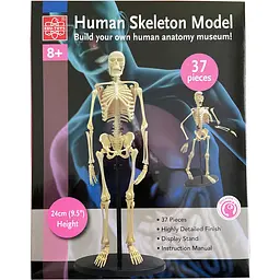 Набір для досліджень Edu-Toys Модель скелета людини збірна 24 см (SK057) - мініатюра 4