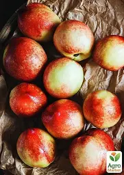 Саджанець Agro-Market Нектарин колоновидний яскраво-помаранчевий з червоним бочком Принц Вільям (Prince William) (преміальний середньостиглий сорт) 1 шт. в упаковці (45790) - мініатюра 3