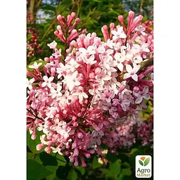 Саджанець Agro-Market Бузок дрібнолистий Superba (50737) 1 шт. в упаковці - мініатюра 2