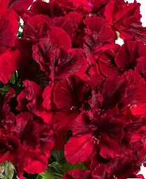 Пеларгонія Agro-Market Королівська Aristo Deep Red 1 саджанець в упаковці - мініатюра 2