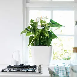 Вазон Lechuza Quadro Premium LS, 17 л, білий (16160) - мініатюра 5