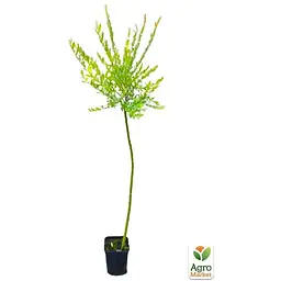 Саджанець Agro-Market Верба на штамбі Hakuro-nishiki (висота 1.2-1.8 м) (62459) - мініатюра 3