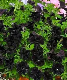 Сурфінія Black Velvet (контейнер №10 висота 10-15 см) Agro-Market 1 саджанець в упаковці (47995)  - мініатюра 2