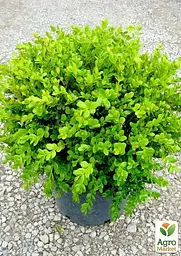 Саджанець Agro-Market Самшит вічнозелений Таємнича краса (Buxus sempervirens) (25822) - мініатюра 2