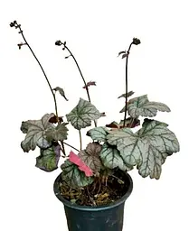 Гейхера Agro-Market Heuchera Cinnabar Silver С1 висота 15-30 см 1 саджанець в упаковці - мініатюра 2