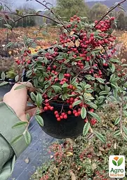 Саджанець Agro-Market Кизильник верболистий Parkteppich контейнер р-9 (181397) - мініатюра 3