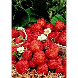Саджанець Agro-Market Полуниця темно-вишнева Прикраса саду (Decorating the garden) 5шт (преміальний високоврожайний сорт) (44709) - мініатюра 7