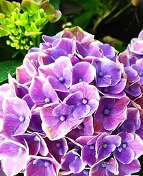 Гортензія Agro-Market Fayette Blue крупнолистна 2-х річна висота саджанця 25-45 см 1 саджанець в упаковці - мініатюра 2