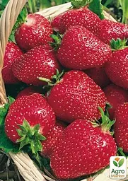 Саджанець Agro-Market Полуниця Полка (пізній термін дозрівання) 5 шт. в пакуванні (23398) - мініатюра 3
