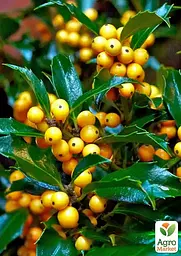 Саджанець Agro-Market Падуб Мезерва 2-х річний Golden Girl Mesgolg (С2, висота 20-40см) (180115) - мініатюра 2