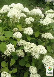 Саджанець Agro-Market Гортензія крупнолиста біла Bright White (44818) - мініатюра 3