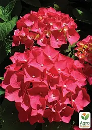 Саджанець Agro-Market Гортензія крупнолиста червона Червона красуня (Red beauty) (44821) - мініатюра 3