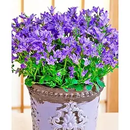 Цибулина Agro-Market Кампанула квітуча Isophylla Violet (178713) 1 шт. - мініатюра 2