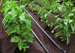 Покриття проти бур'янів Kinzo Garden 5x1.5 м (959009) - мініатюра 3