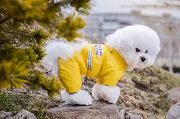 Комбінезон Smart Pet Limon