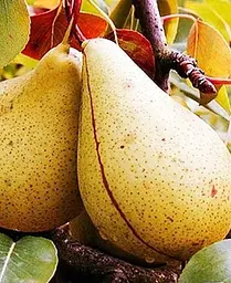 Саджанець Agro-Market Груша Кюре (Вільямс зимовий) (зимовий сорт, пізній термін дозрівання) (35804) 1 шт. в упаковці - мініатюра 3