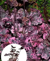Гейхера Agro-Market Heuchera Midnight Rose 1 саджанець в упаковці - мініатюра 3