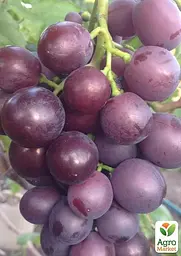 Саджанець Agro-Market Виноград Рудик (ультраранній термін дозрівання, мускатний з хрусткою м'якоттю) (50697) 1 шт. в пакуванні - мініатюра 2