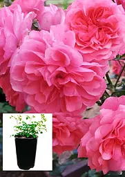 Троянда плетиста Agro-Market Rosarium Uetersen саджанець класу АА+ в контейнері (156258) - мініатюра 3