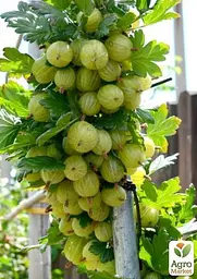 Агрус на штамбі Agro-Market "Інвікта" (Invicta) (середнього терміну дозрівання, великоплідний сорт) (35953) 1 саджанець в упаковці - мініатюра 3