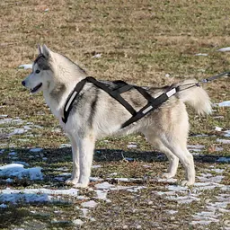 Тягова шлейка для собак V.PET.B.R H6, 2XL Чорний - мініатюра 5