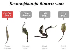 Чай Newtea Бай Хао Інь Чжень Лі Да 2019 р. - 350 г - мініатюра 3