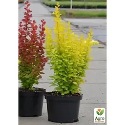 Саджанець Agro-Market Барбарис Тунберга 2-х річний Maria С2 висота саджанця від 20 см (182568) 1 шт. в упаковці - мініатюра 3