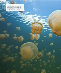 Ocean. The Definitive Visual Guide - мініатюра 12