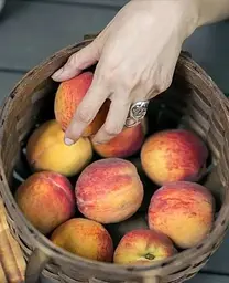 Саджанець Agro-Market Персик Роял Ві (літній сорт, середній термін дозрівання) (21368) 1 шт. в упаковці - мініатюра 2