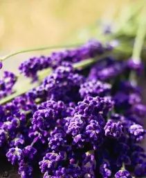 Лаванда Agro-Market Matilda вічнозелений морозостійкий сорт 1 саджанець в упаковці (47670) - мініатюра 3