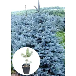Саджанець Agro-Market Ялина блакитна Majestic Blue вазон С1, 5 висота 15-30 см 1 шт. в упаковці (111943) - мініатюра 2