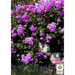 Саджанець Agro-Market Троянда плетиста Кетті (Kathy) (клас АА +) (45982) 1 шт. - мініатюра 2