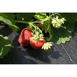 Агротканина Agrojutex 100 г/м2, 1х5 м (52934) - мініатюра 3